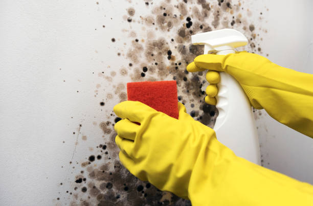 Professional Mold Removal in Dupont, WA