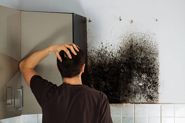 Best Affordable Mold Removal  in Dupont, WA